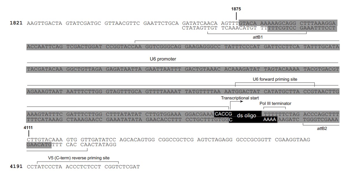 pLenti6-BLOCK-iT
-DEST载体多克隆位点 点击看大图 pLenti6-BLOCK-iT -DEST多克隆位点